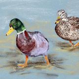 Waddling Ducks