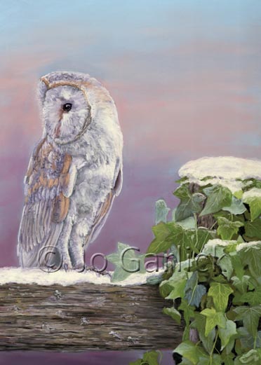 Winter Barn Owl