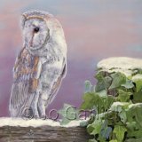 Winter Barn Owl