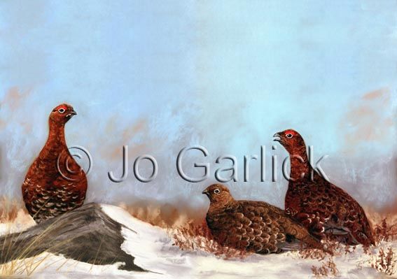 Winter Grouse