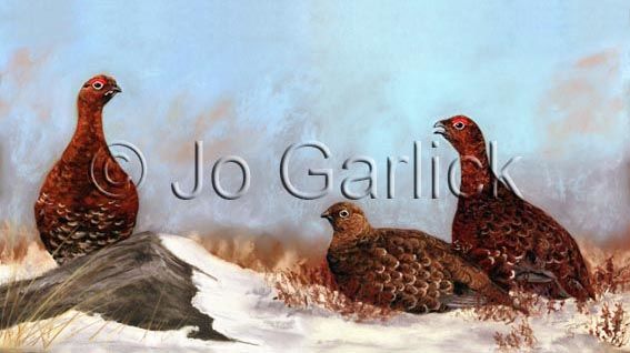 Winter Grouse