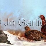 Winter Grouse