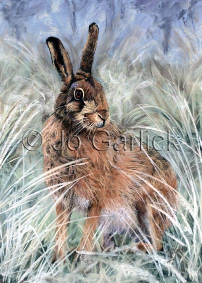 Winter Hare