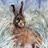 Winter Hare