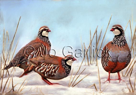Winter Partridge