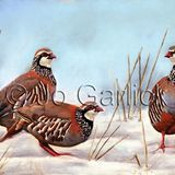 Winter Partridge