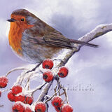 Winter Robin