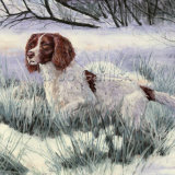 Winter Springer