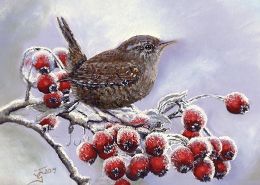 Winter Wren