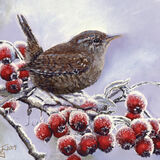 Winter Wren