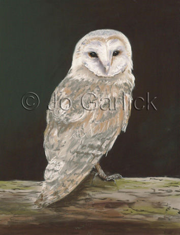 Barn Owl