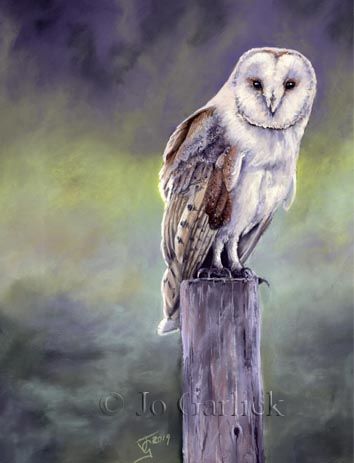 Barn Owl 2