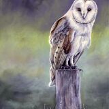 Barn Owl 2