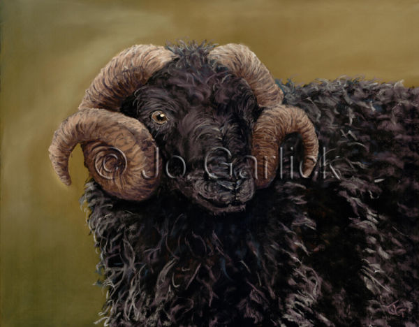 Black Sheep
