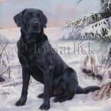 Eagerly Waiting (Black Labrador)