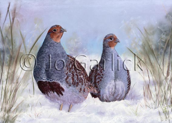 English Partridge in the Snow