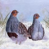 English Partridge in the Snow