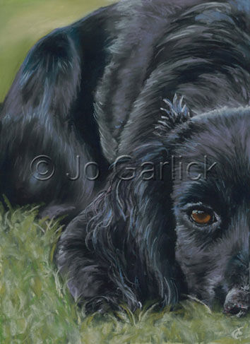 Inca (Cocker Spaniel)