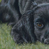 Inca (Cocker Spaniel)