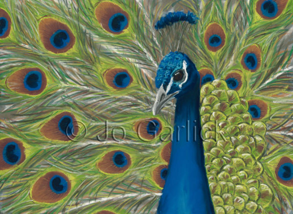Peacock