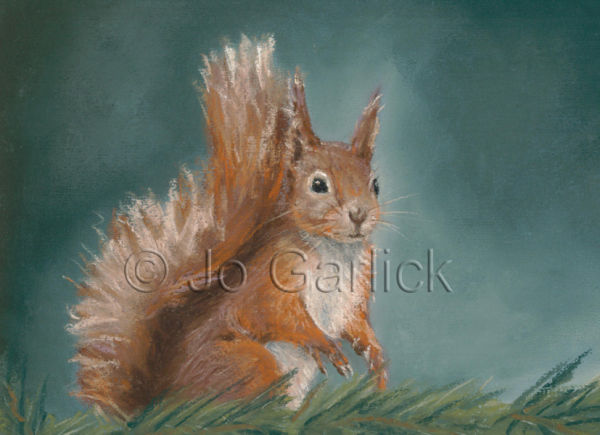 Red Squirrel