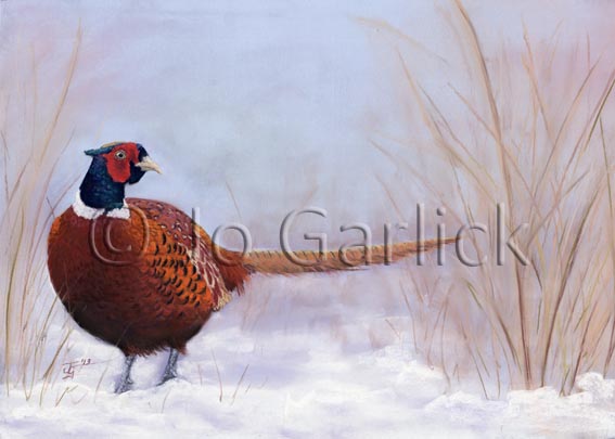 Winter Pheasant