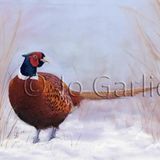 Winter Pheasant
