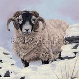 Gap in the Wall (greeting card)