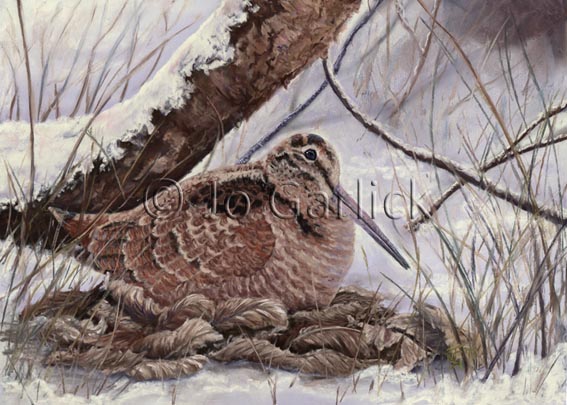 Woodcock in Hiding