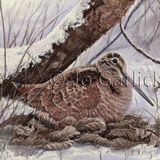 Woodcock in Hiding