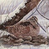 Woodcock in Hiding