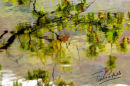 autumn reflection in water, Snowdonia, Wales