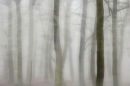 misty trees