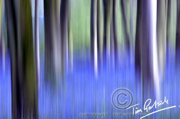 abstract spring bluebells
