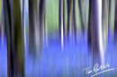 abstract spring bluebells