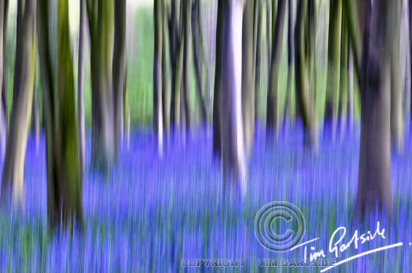 abstract spring bluebells