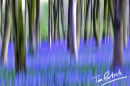 abstract spring bluebells