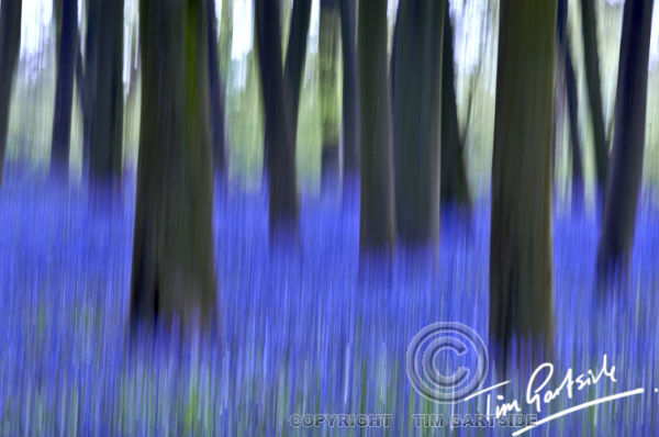 abstract spring bluebells