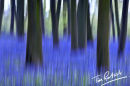 abstract spring bluebells