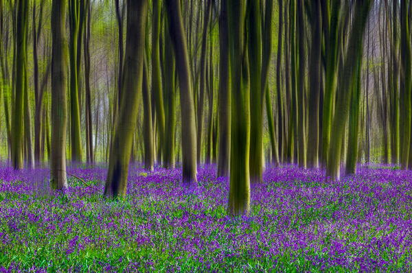 FOREST OF BLUEBELLS