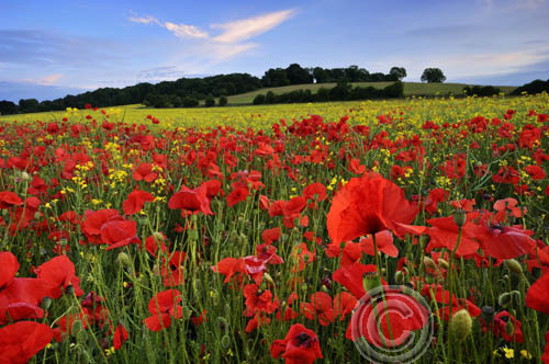 Poppies, Kent