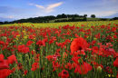 Poppies, Kent