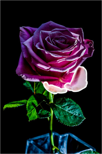 DARK ROSE STILL LIFE STUDY