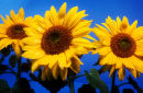 3 sunflowers against blue