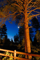 pine tree bryce