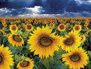 sunflowers spain
