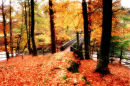 autumn trees lake district