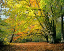 autumn keston