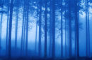 misty blue trees