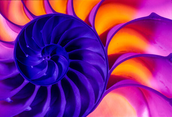 NAUTILLUS SHELL STUDY